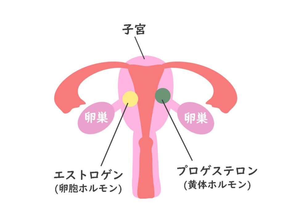 女性ホルモン エストロゲンとプロゲステロン